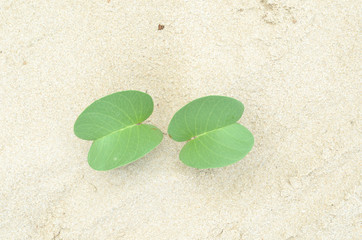 plant and leaf on the sand
