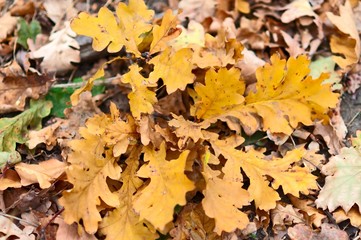 Autumn Oak Leaves