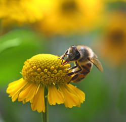 working bee