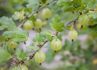 Gooseberry berries on a branch in a garden.