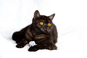 Cat playing with toy mouse