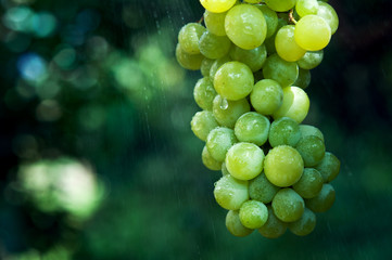 grapes and rain