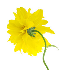 A flower isolated on the white background.