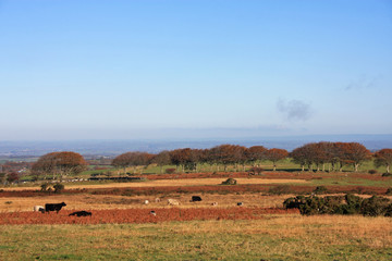 Dartmoor