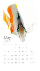 2013 calendar, sea marine life concept