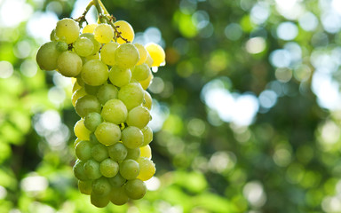Bunche of green grapes