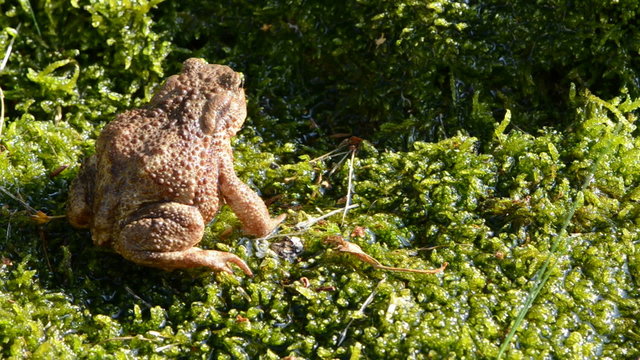 common toad (Bufo bufo) on moss ad water splash