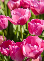 Beautiful fresh tulips in blossom