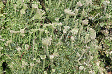 Кладония, лишайник