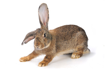 grey  rabbit