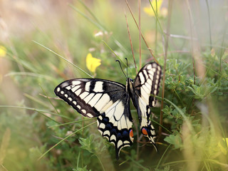swallowtail butterfly