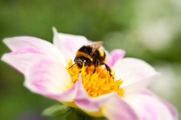 bee on flower