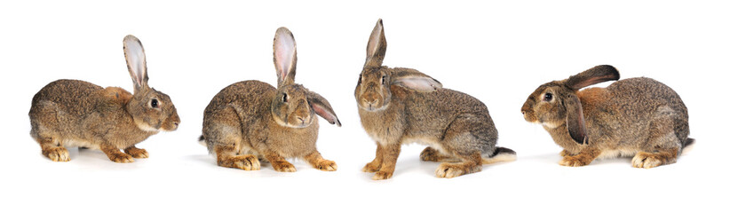 Obraz premium grey rabbit