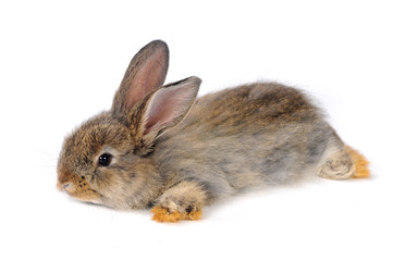 grey  rabbit