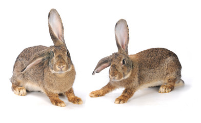 grey  rabbit