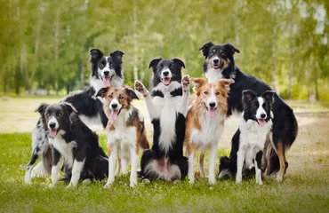 Fotobehang group of happy dogs © ksuksa