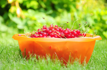 bowl of red currant