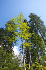 Fototapeta premium Trees