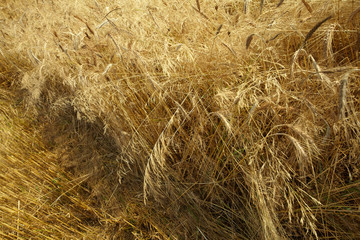 wheat field