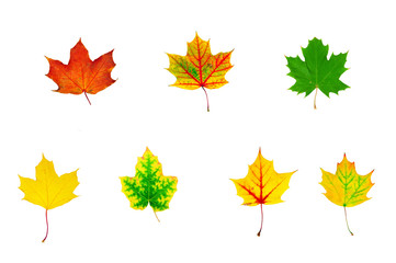 Fototapeta premium group of multicolored maple leaves