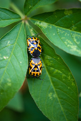 Beetles on Leaf