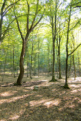 Fototapeta premium Trees