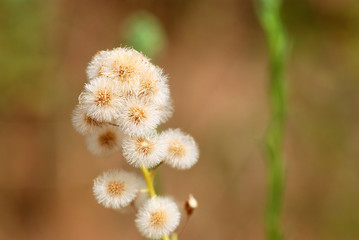SILVESTRE, CÁLIDO, SIMPLE, DELICADO, RÚSTICO