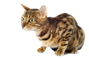 bengal cat
