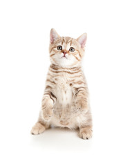 funny cat kitten standing on hind legs