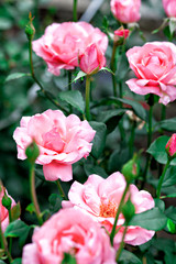 Beautiful pink roses