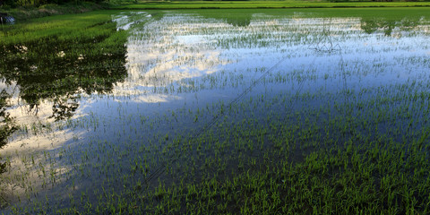 Paddy fields