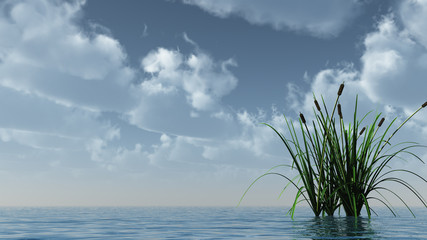 Obraz premium reed on water