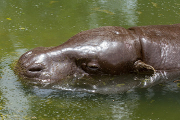 Fototapeta premium Pygmy hippo swimming in a pool in Saigon