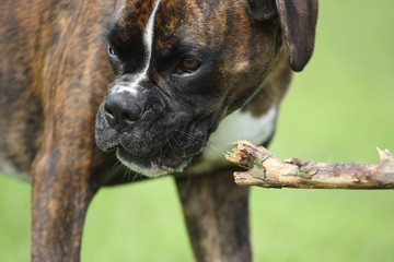 Boxer mit Ast