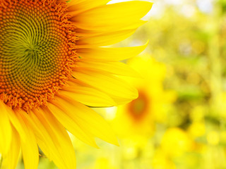 Obraz premium Sunflower detail abstract background with bokeh