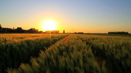 Moving field during sunset