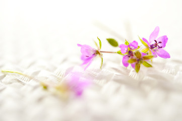 Fototapeta fioletowe kwiaty obraz