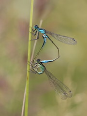 Paarungsrad der Großen Pechlibelle (Ischnura elegans)