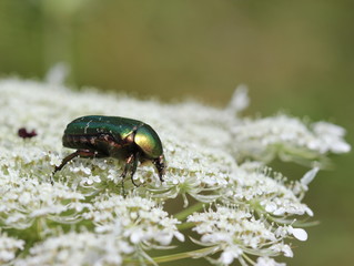 Rosenkäfer auf Wilder Möhre