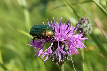 Rosenkäfer auf Wiesen-Flockenblume