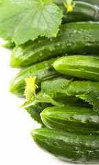 cucumber fruits with green leaves isolated on white background