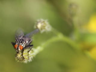 Fototapeta na wymiar Fly in the meadow