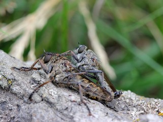 Raubfliegenpaarung
