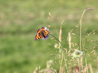Kleiner Fuchs auf Witwenblume