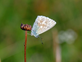 Silbergrüner Bläuling (Polyommatus coridon)