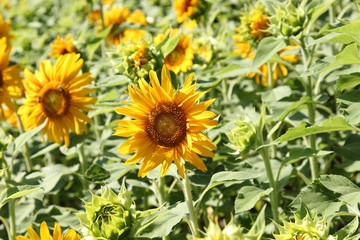 Obraz premium sunflower on sunny day