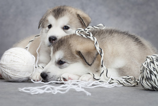 Two malamute puppies with a clew