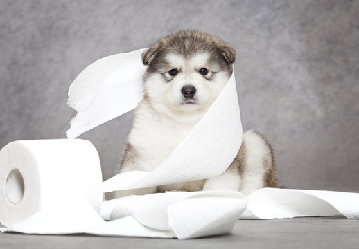Malamute puppy with a tissue