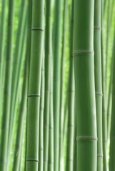 Fototapeta premium Zielony las bambusowy