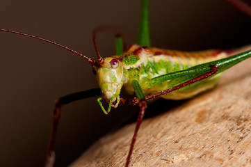 Praying mantis on a bark